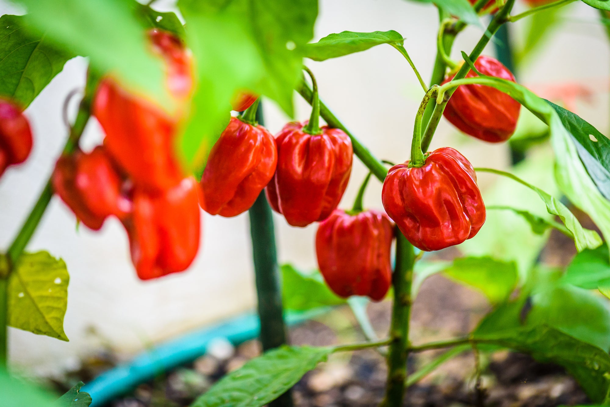 The Problem With Scovilles, by Chris Ginder, Habanero Peppers on Plant