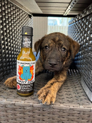 SAYv Animal Organization puppy with Gindo's Spicy Dog Hot Sauce